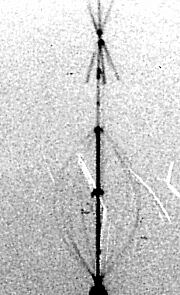 r145bm